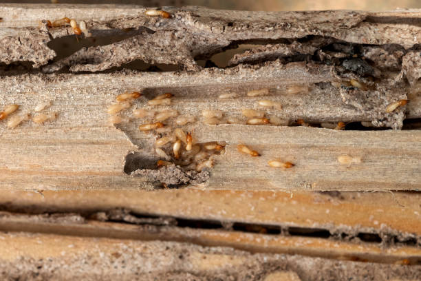 Best Mosquito Control Services  in Crystal Lake, IL